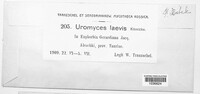 Uromyces laevis image